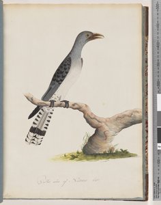 Sida 49. Oidentifierad fågel. Skytroper av Unknown artist