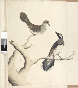 Sida 4. Turdus. i en annan hand Tecknad den naturliga storleken är de enda två av det slag som hittills setts på kolonin, juni 1792 Fläckig vakteltrast Cinclosoma punctatum, 1791-92 av Unknown artist