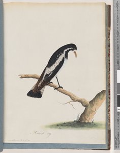 Sida 50. Skatlärka. Corvus cyanoleucos av Unknown artist