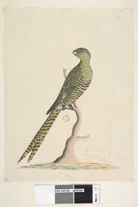 Sida 50. Det här är en mald papegoja och går aldrig till ett träd eller väldigt sällan. vid nedre mitten i annan hand Natl. storlek. Jordpapegoja Pezoporus wallicus, 1791-92 av Unknown artist
