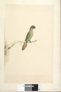 Sida 51. Naturlig storlek Little Lorikeet Glossopsitta pusilla, 1791-92 av Unknown artist