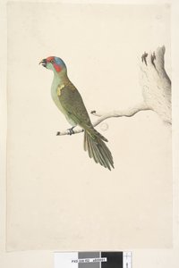Sida 52. Naturlig storlek Mysk Lorikeet Glossopsitta concolor, 1791-92 av Unknown artist