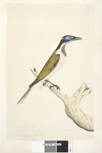 Sida 56. Melephahu Cyanops. ovanför titeln i en annan hand Naturlig storlek. Ytter- och mitttån är kopplade till den första leden. Inga fjädrar växer på den del av huvudet som är blå av Unknown artist