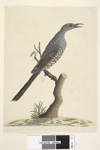 Sida 59. Naturlig storlek, fjädrarna på huvudets hals och bröst är spetsiga Brush Wattle, Bird Anthochaera chrysoptera, 1791-92 av Unknown artist