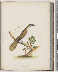 Sida 61. Blue-faced Honeyeater. Turdus cyanoris. Blåkindad trast av Unknown artist
