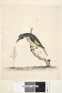 Sida 61 Naturlig storlek Yellow Winged Honeyeater New Holland, 1791-92 av Unknown artist