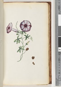 Sida 63. Convolvulus av Unknown artist