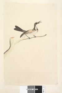 Sida 63. Maj. Naturlig storlek Tawny Crowned Honeyeater Phylidonyris melanops, 1791-92 av Unknown artist