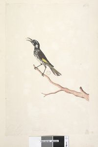 Sida 65. Maj, naturlig storlek Yellow Winged Honeyeater New Holland, 1791-92 av Unknown artist