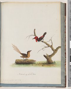 Sida 66. 1. Scarlet honungsätare. Certhia/Honeyeater/orientale. 2. Oidentifierad fågel. Muscicapa malachura av Unknown artist