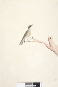 Sida 66. Augusti. Naturlig storlek Grå, Silvereye Zosterops lateralis, 1791-92 av Unknown artist