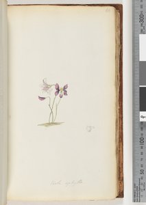 Sida 66. Viola aphylla / Wild Violet av Unknown artist