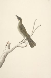 Sida 68. Naturlig storlek, August Lewin Honeyeater Meliphaga Lewinii, 1791-92 av Unknown artist
