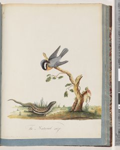 Sida 69. Oidentifierad fågel med en ödla. Sylvia rufirostris av Unknown artist