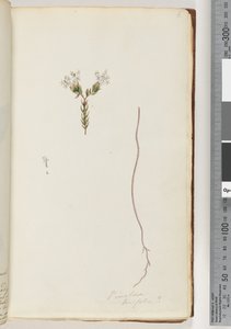 Sida 6. Pimelea linifolia av Unknown artist