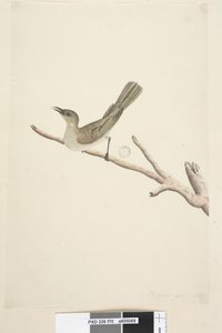 Sida 70. Naturlig storlek. August Fuscous honungsätare Lichenostomus fuscus, 1791-92 av Unknown artist