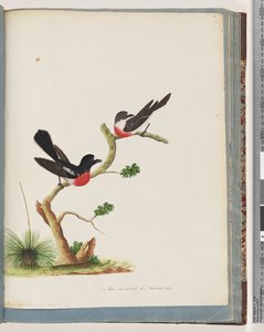Sida 73. Scarlet Robins av Unknown artist