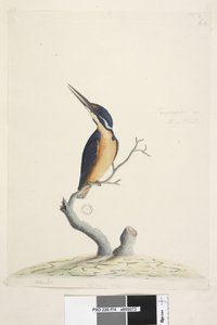 Sida 74. Ter,re,a,mar eller King Fisher. nere till vänster i annan hand Alcedo. i nedre mitten i tredje hand Naturlig storlek Azure Kingfisher Alyone azurea, 1791-92 av Unknown artist