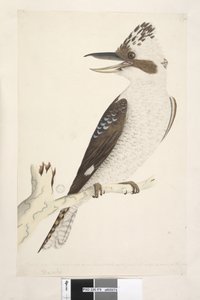 Sida 75. Dacelo. längs nederkant i olika hand Naturlig storlek. Ytter- och mellantån är anslutna till andra leden, mitten och inre till den första. Laughing Jackass Dacelo gigas, 1791-92 av Unknown artist