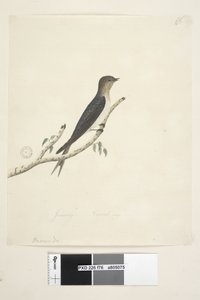 Sida 76. Hirundo. i nedre mitten i annan hand Januari Naturlig storlek Welcome Swallow Hirundo neoxena, 1791-92 av Unknown artist