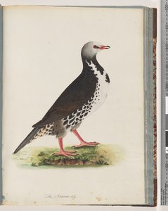 Sida 76. Oidentifierad fågel av Unknown artist