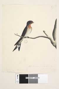 Sida 77. Hirundo. ovan titel i annan hand mars. Naturlig storlek. nere till höger i tredje hand Svalan eller Martin från N.S. Wales. Välkomstsvala Hirundo neoxena, 1791-92 av Unknown artist