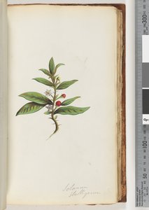 Sida 78a. Solanum stelligerum / Star Nightshade av Unknown artist