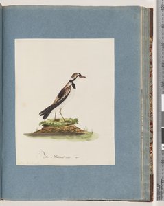 Sida 79. Svartfräsad Dotterel. Charadrius Hiaticula av Unknown artist
