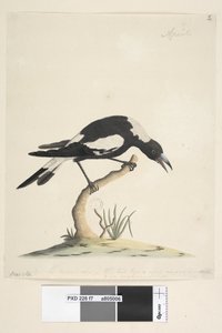 Sida 7. Barita. följande titel i annan hand 1/2 den naturliga storleken. en annan ton i tredje hand, lyder Den här fågeln har en mycket ovanlig och inte obehaglig ton. Svart, ryggskata Gymnorhina tibicen, 1791-92 av Unknown artist