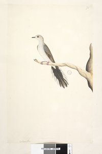 Sida 80. Columba. ovan titel i annan hand maj. Naturlig storlek Diamond Dove Geopelia cuneata, 1791-92 av Unknown artist