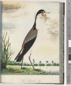 Sida 80. Maskvipa eller sporre, bevingad Plover av Unknown artist