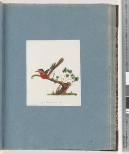 Sida 81. Scarlet Robin av Unknown artist