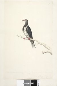 Sida 81. Wunga, Wungee Pigeon. Ritad i skala 1/2 naturlig storlek. Två av dessa Pidgeons sågs nu för första gången december 1791... liknande... Wonga Pigeon Leucosarcia melanoleuca, 1791-92 av Unknown artist