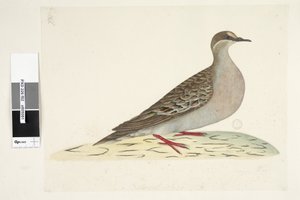 Sida 82. Bronsvinge. i nedre mitten i annan hand Naturlig storlek Vanlig bronsduva Phaps chalcoptera, 1791-92 av Unknown artist
