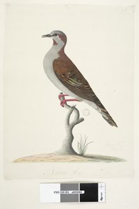 Sida 83. Bronsvingad duva. i nedre mitten i annan hand Naturlig storlek Borste Bronzewing Pigeon Phaps elegans, 1791-92 av Unknown artist