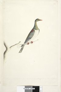 Sida 84. Pidgeon of Norfolk Island ritad i skala 1/2 av naturlig storlek. Iris tvivlande Norfolk Island Pigeon Hemiphaga novaeseelandiae spadicea, 1791-92 av Unknown artist