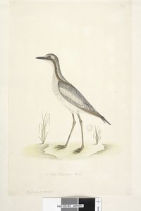 Sida 85. Oedicnemus. i nedre mitten i annan hand 1/2 den naturliga storleken Southern Stone, Curlew Burhinus magnirostris, 1791-92 av Unknown artist