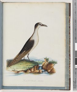 Sida 85. Sottärna. Sterna nova Hollandae. New Holland Tern av Unknown artist