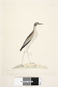 Sida 86. En nattfågel. Oedicnemus. längs nedre kant i annan hand Denna fågel mätt från spetsen av näbben till ytterkanten. av midl. tå 30 tum Southern Stone, Curlew Burhinus magnirostris, 1791-92 av Unknown artist