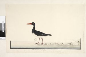 Sida 87. Hematopus. nere till höger i annan hand september. längs nedre kanten i tredje hand Hanen och honan ses alltid tillsammans på klipporna och lågpunkterna men har helt lämnat hamnen från att bli ofta störd, irisen är mycket ljus. av Unknown artist