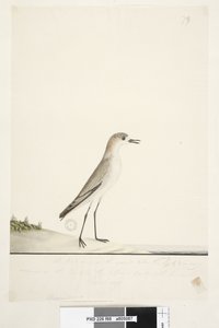 Sida 88. Charadrius. under ramlinjen i annan hand. Den här fågeln springer på marken som sandlärkan och är mycket vanlig på sanden i hamnens olika delar. under denna i tredje hand Naturlig storlek Röd, kappad Dotterel Charadrius alexandrinu av Unknown artist