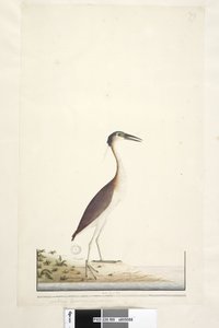 Sida 89. Ardea ..?.. Nankeen Night, Heron Nycticorax caledonicus, 1791-92 av Unknown artist