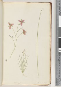 Sida 8. Chlamysporum Sal. i Par Lond. Nr 35 av Unknown artist