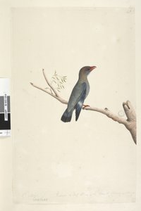 Sida 8. Coraciae. längs nedre kanten i olika hand oktober. Minskad till hälften så stor som fågeln togs teckningen från Dollar, Bird Eurystomus orientalis, 1791-92 av Unknown artist