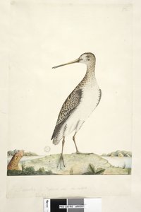 Sida 92. Scolopax. ovan titel i annan hand december. Naturlig storlek, iris tveksam japansk snipa Gallinago hardwickii, 1791-92 av Unknown artist