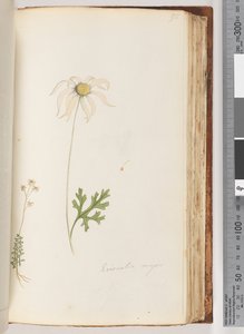 Sida 95. Eriocalia major av Unknown artist