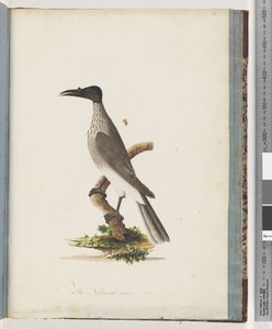 Sida 95. Noisy Friarbird. Honeyeater med knoppfront av Unknown artist
