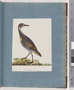 Sida 99. Buff-banded Rail av Unknown artist