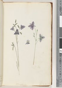 Sida 9. Chlamysporum Sal. i Par Lond. Nr 35 av Unknown artist