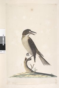 Sida 9. Vanga. uppe till vänster i annan hand Juli, naturlig storlek Grå Butcherbird Cracticus torquatus hona, 1791-92 av Unknown artist